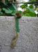 organic sculpture